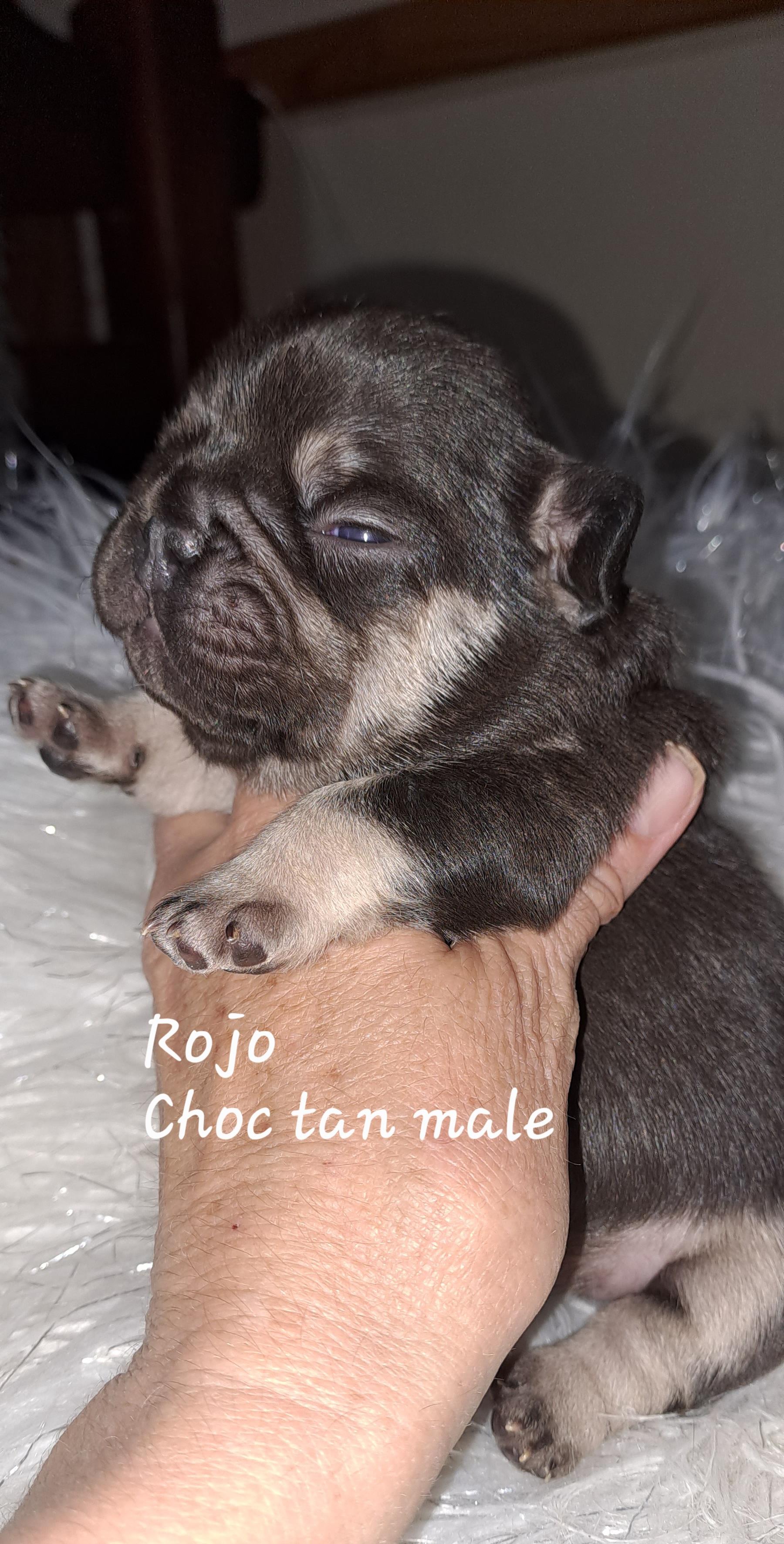 rojo-chock-tan-french-bulldog-male-south-africa